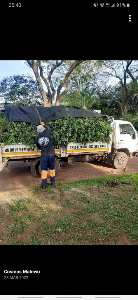 Tree Felling in Centurion